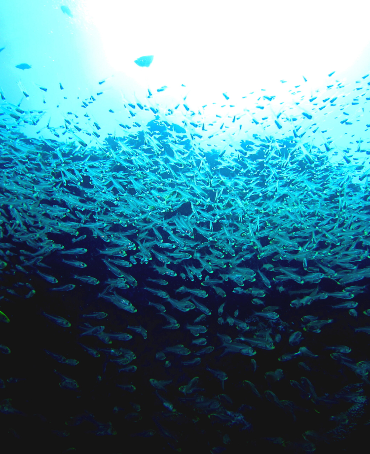 海中を泳ぐ魚の画像