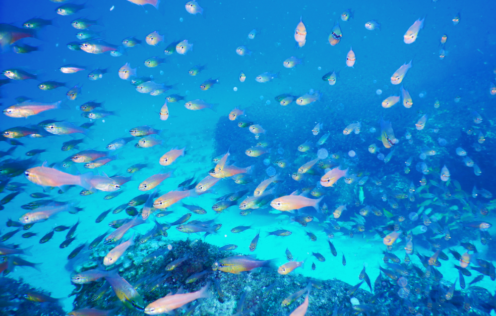 海中で無数の小魚が泳いでいる画像
