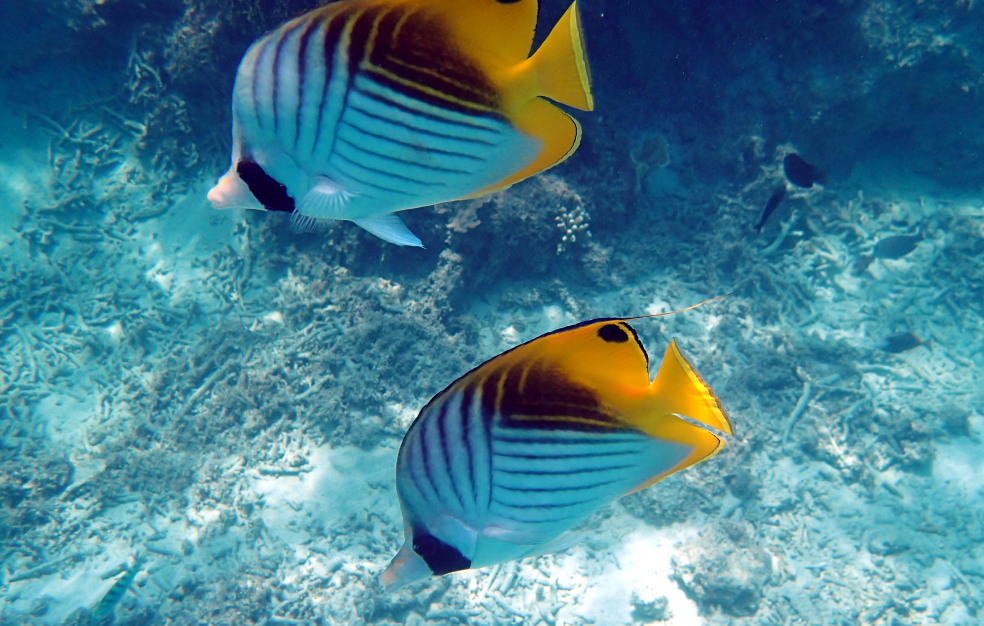 海中を泳ぐ魚の画像