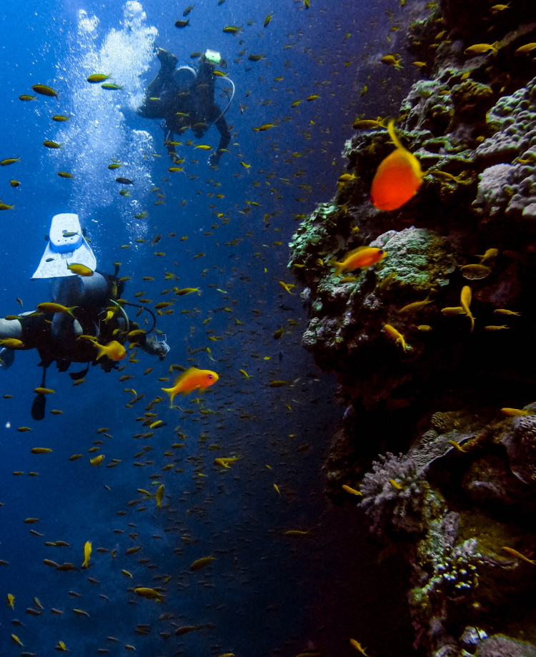 海中を泳ぐ魚の画像