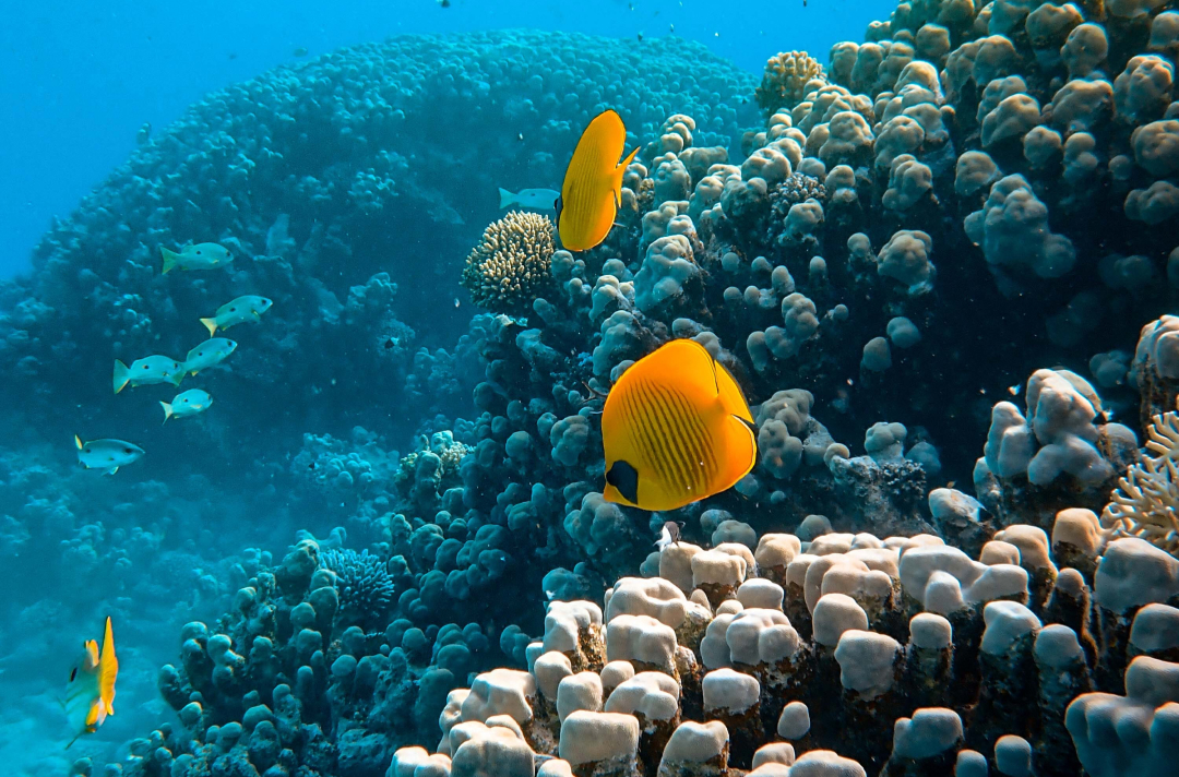 水中にいる無数の魚の画像
