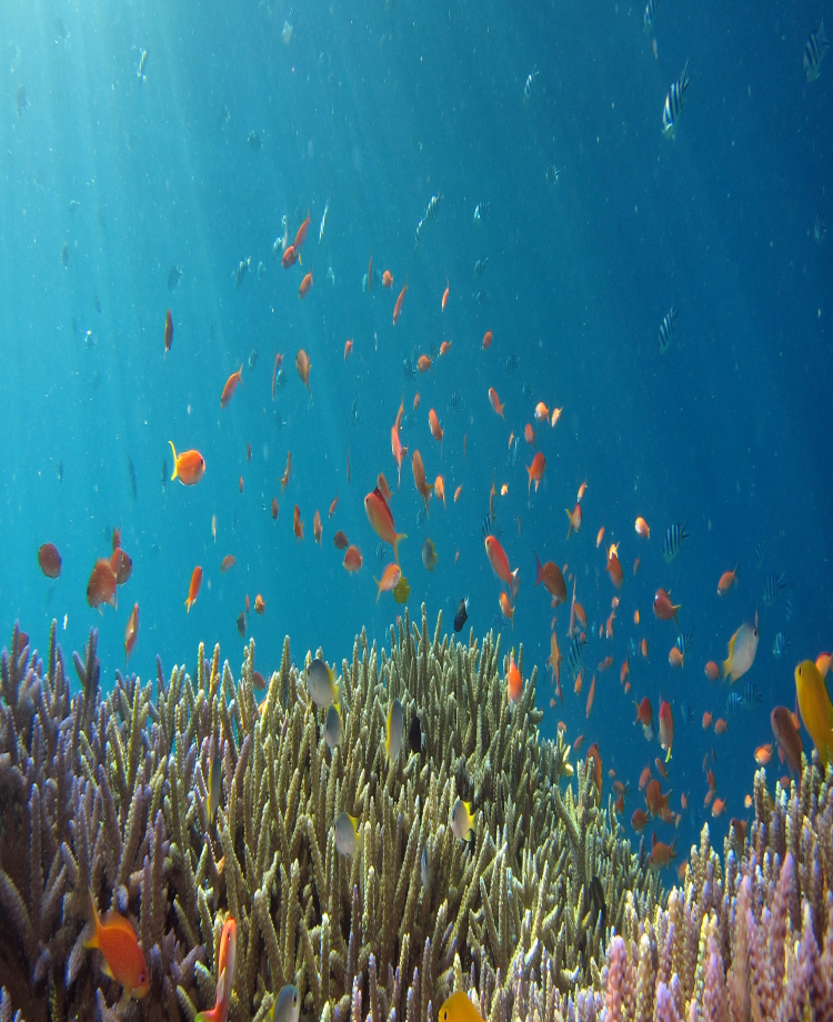 海中で無数の小魚が泳いでいる画像